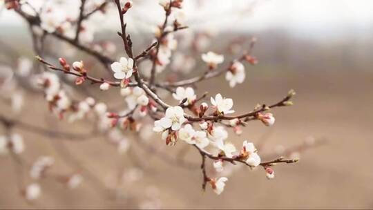 杏树开花了