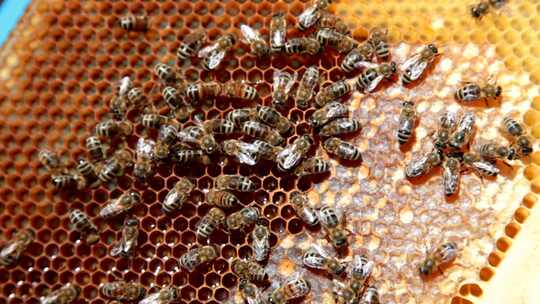蜂巢密密麻麻的蜜蜂飞舞