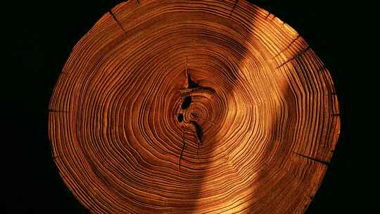 木纹年轮原木树轮
