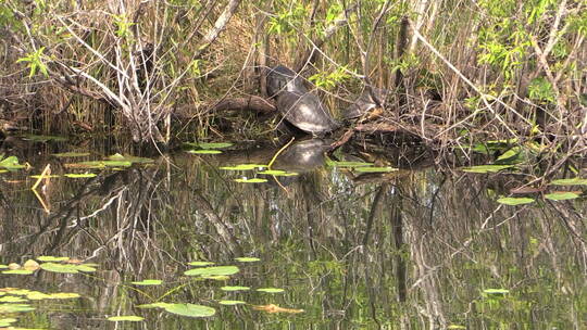 佛罗里达沼泽地岸边的海龟视频素材模板下载