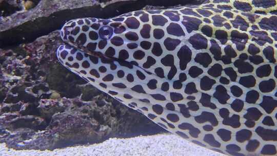 水族馆里的海鳗