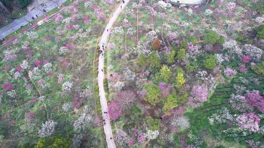 南京梅花山景区4k航拍视频素材模板下载