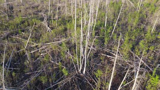 春季山谷森林植被复苏航拍视频素材模板下载