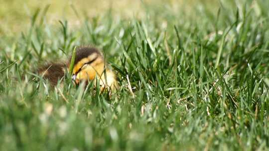 草地上熟睡的小鸭子视频素材模板下载