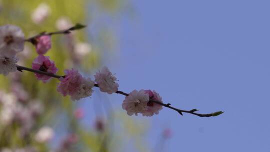 【镜头合集】粉红色桃花腊梅樱花