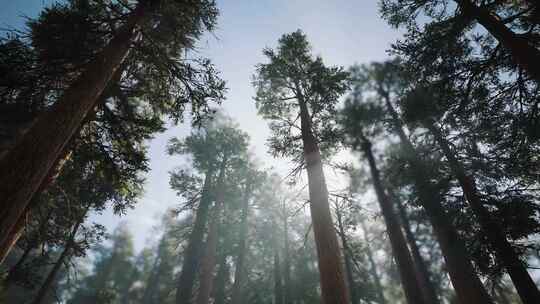 4K-阳光照进松树林、逆光下的松林视频素材模板下载