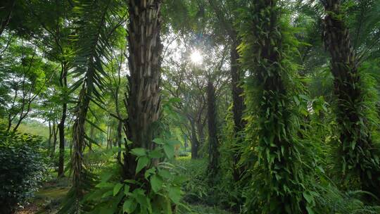 清晨唯美阳光穿过树林热带雨林原始森林