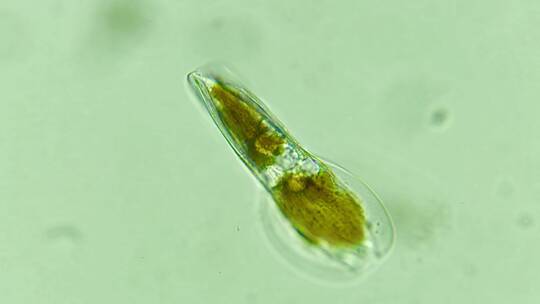 科研素材 微生物原生生物硅藻 3视频素材模板下载