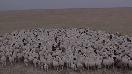 内蒙古呼伦贝尔大草原羊群视频素材模板下载