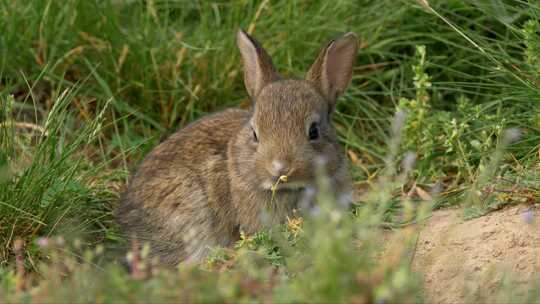 草地里的小兔子