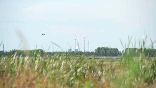 发电厂供热烟囱环保环境自然苇草湿地草地