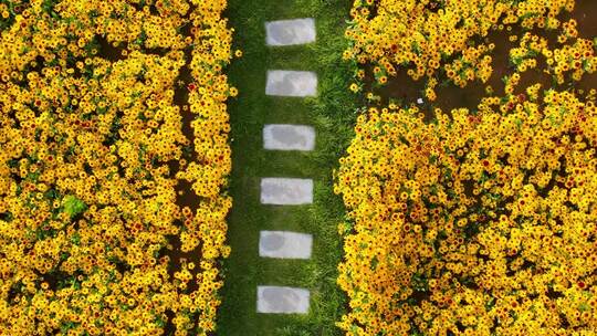 花海小路 花海小道