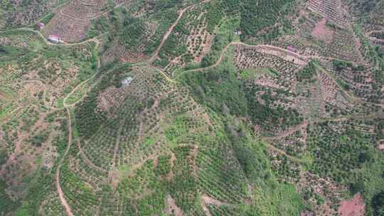 山川丘陵水果种植水果基地航拍