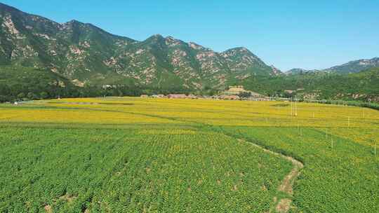 4K航拍向日葵花海    田野 农业种植