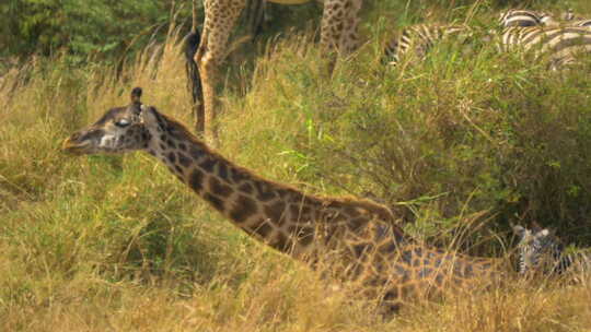 长颈鹿躺在草地上