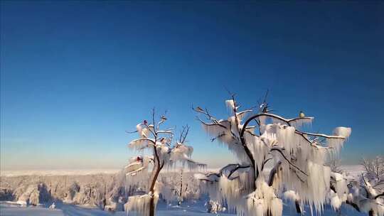 冰雪覆盖树木的冬日雪景