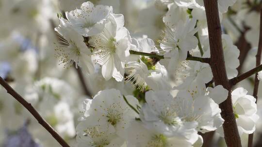 【镜头合集】白色花朵花瓣桃花梅花