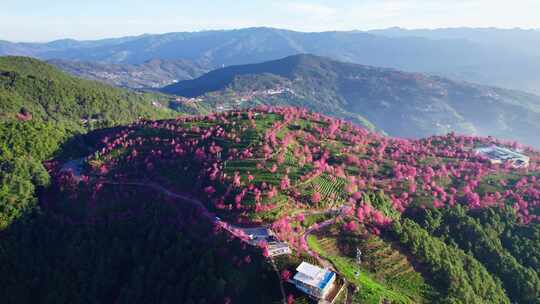 云南大理无量山樱花谷冬樱花和茶园茶树航拍