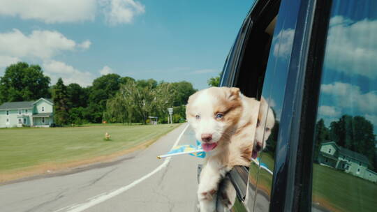 小狗坐车把头伸出窗外视频素材模板下载