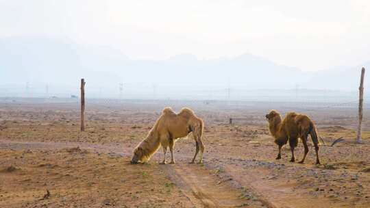 贺兰山脚下的骆驼