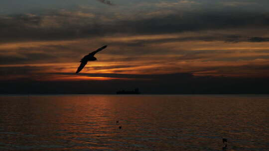 日落中海面上的鸟