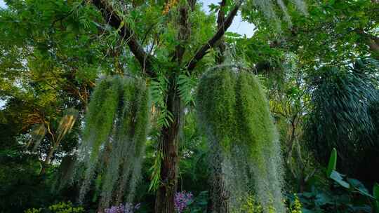 兰花园荫生植物空气凤梨