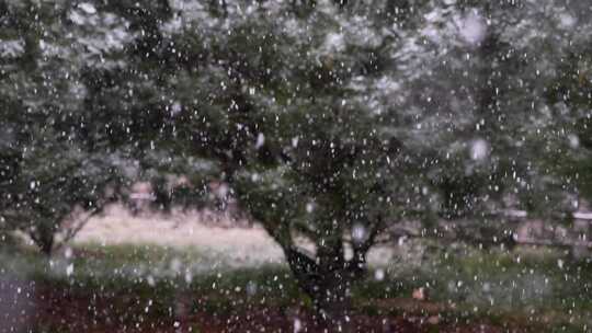 寒冷冬季公园松树雪花大雪空境升格