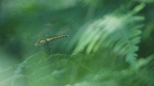 微距动物昆虫蜻蜓特写树叶植物4k