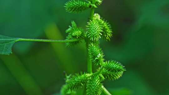 阳光下生长的绿色苍耳植物