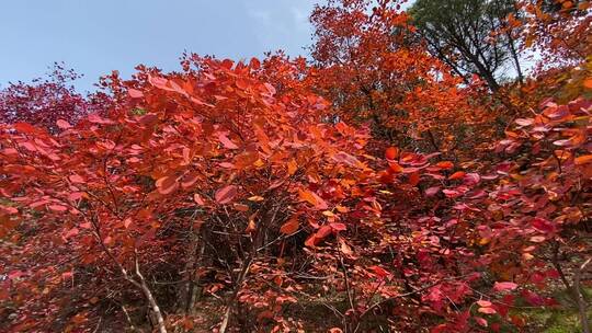 济南红叶谷景区，秋季满山红叶景观