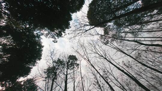 天空下的树林