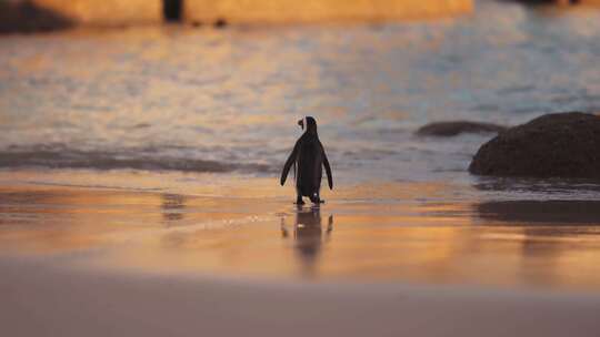 黄昏海边走路的可爱企鹅