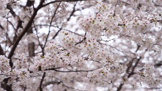 公园里美丽的樱花 春暖花开 春天花海