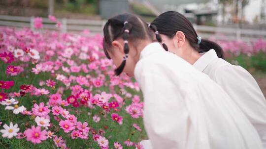 白裙小女孩和妈妈花海中赏花母女亲子互动