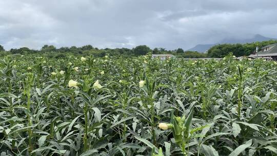 种植秋葵4K实拍视频