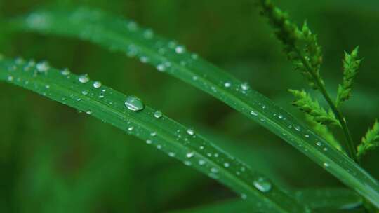 春雨自然雨水雨滴下雨水滴十二节气谷雨水分