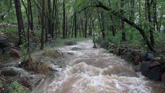 森林中 山泉小溪水