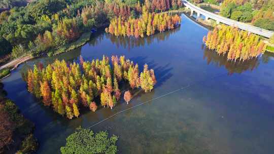 成都白鹭湾湿地公园秋季水杉红叶航拍