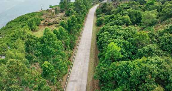 沿海公路海边公路海景公路绿色树木