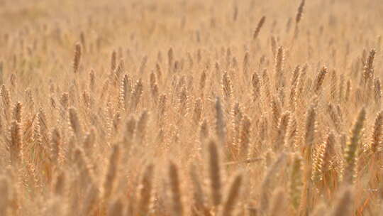 风吹麦浪成熟麦子