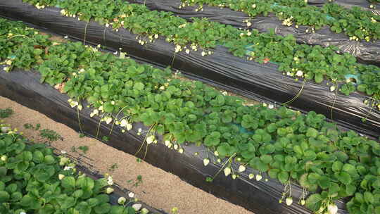 农民田间劳动种植蔬菜蔬菜大棚里的蔬菜草莓