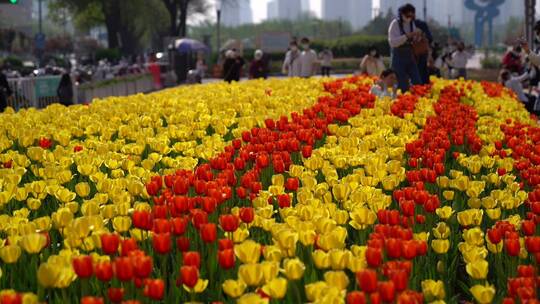 济南郁金香花海盛开，泉城广场郁金香花海