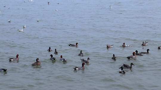 海面上成群白海鸥 成群野鸭 2358