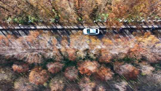 塘下公路  水杉林 秋天最美公路