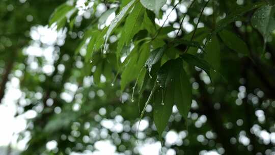 水滴大自然雨滴水下雨树叶