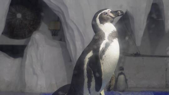 水族馆里的帝王企鹅南极