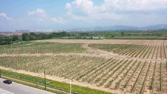 航拍田地里种植的葡萄苗视频素材模板下载