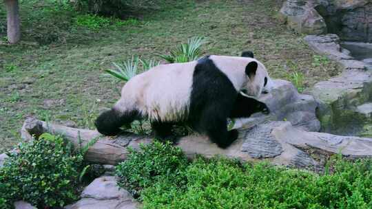 动物园大熊猫行走打滚视频素材模板下载