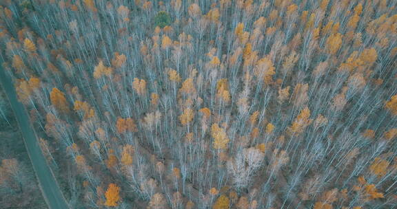 俄罗斯西伯利亚平原森林树木