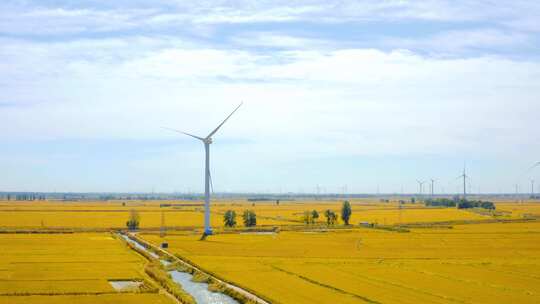 风力发电机和金黄色的水稻田